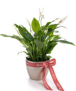 Planta Spathyphyllum cu ghiveci decorativ