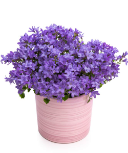 Planta Campanula în ghiveci ceramic