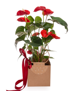 Planta anthurium roşu în pungă cadou