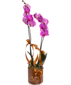 Orhidee Phalaenopsis mov în cutie catifelată