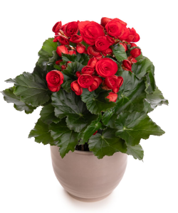 Begonia roşie în ghiveci decorativ