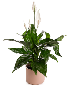 Planta Spathyphyllum cu ghiveci decorativ