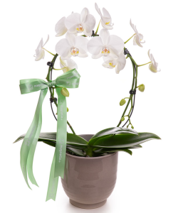 Orhidee Phalaenopsis Mirror Mirracle