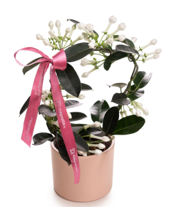 Iasomie de Madagascar (Stephanotis) în ghiveci ceramic
