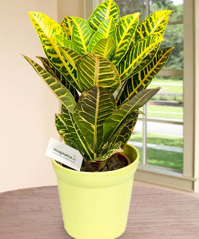 Croton Plant