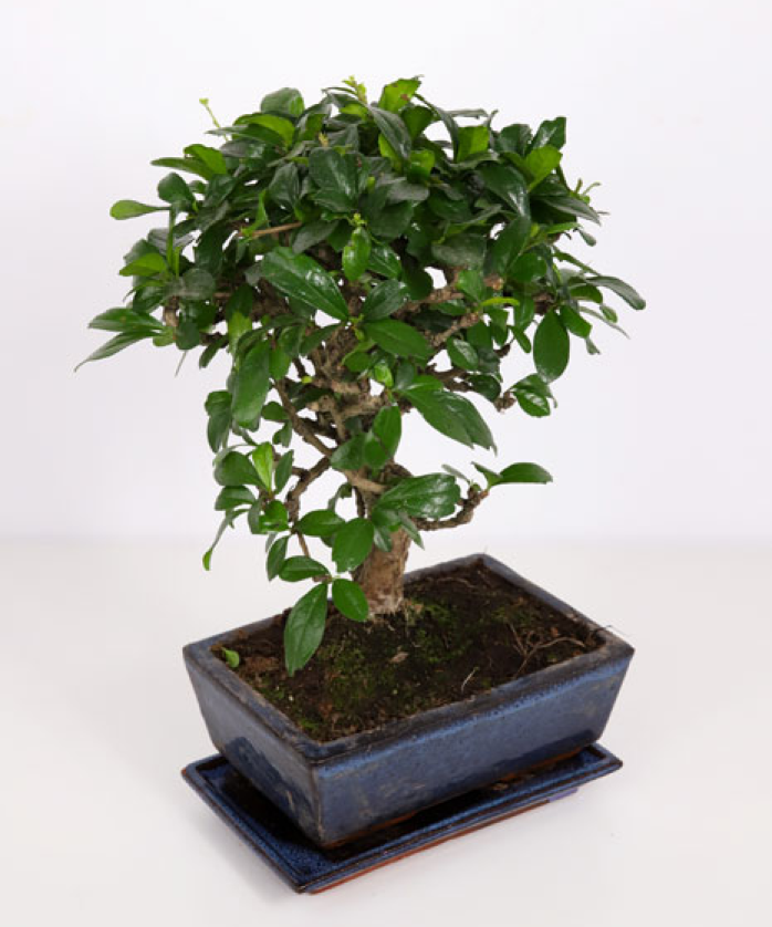 Bonsai In A Pot Magnolia Ro