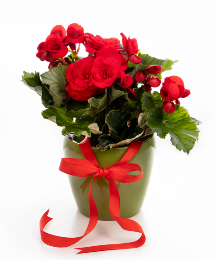 Begonia Rosie In Ghiveci Decorativ