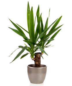 Planta yucca cu 1 tulpină în ghiveci decorativ