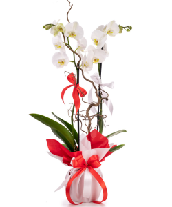 Aranjament orhidee Phalaenopsis albă cu ambalaj elegant