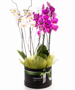 Aranjament cu orhidee Phalaenopsis