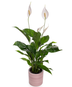 Planta Spathyphyllum cu ghiveci decorativ