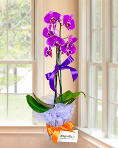 1487578197aranjament_phalaenopsis_mov_cu_doua_tije_florale_bogate_465_580