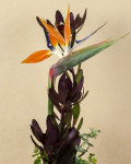 1 Fir de Strelitzia frumos ornată cu cordyline – imaginea 3