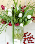25 White and Red Tulips – imaginea 1