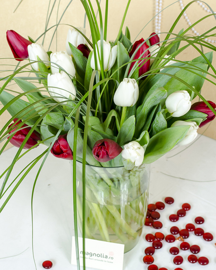 25 White and Red Tulips – imaginea 1