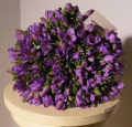 Buchet cu 101 frezii mov – imaginea 1
