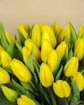 Buchet cu 51 lalele galbene – imaginea 3