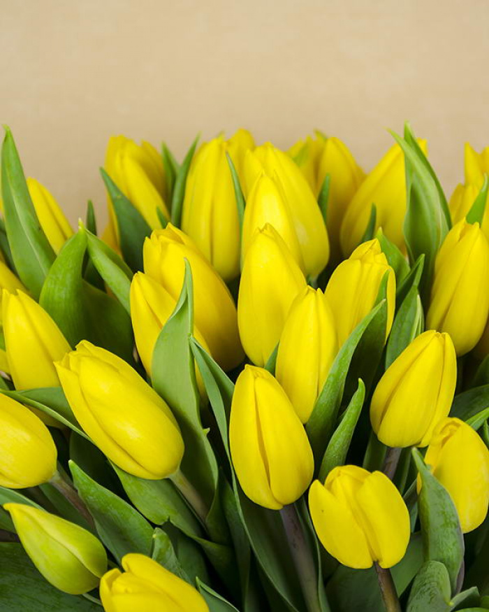 Buchet cu 51 lalele galbene – imaginea 3