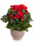 Red begonia in a decorative pot – imaginea 1