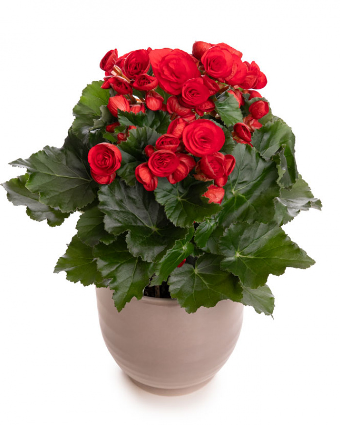 Red begonia in a decorative pot – imaginea 1