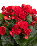 Red begonia in a decorative pot – imaginea 2