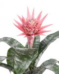 Aechmea plant in a decorative pot – imaginea 2