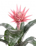Aechmea plant in a decorative pot – the image 2