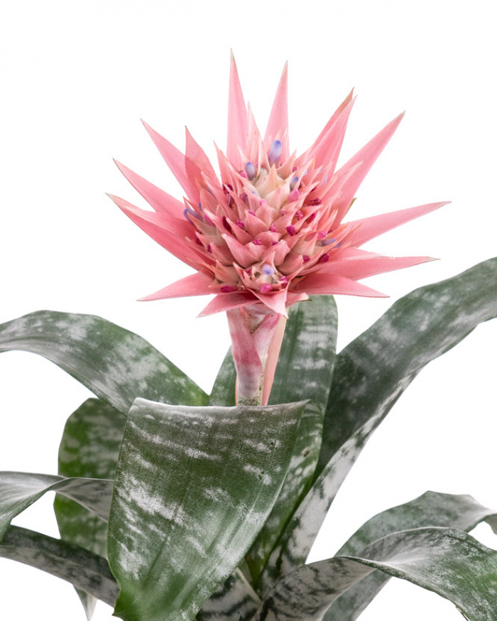 Aechmea plant in a decorative pot
