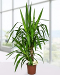 Yucca plant with 2 stalks – imaginea 1