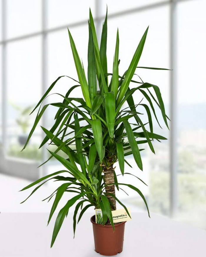 Yucca plant with 2 stalks – imaginea 1