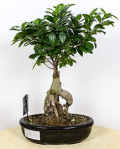 Bonsai – imaginea 1