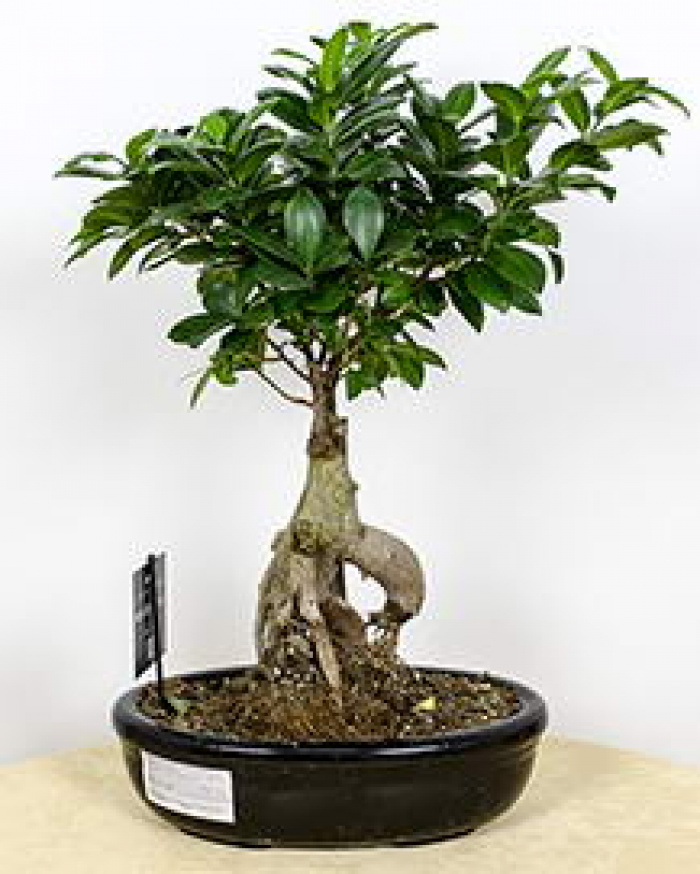 Bonsai – imaginea 1