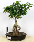 Bonsai – imaginea 2