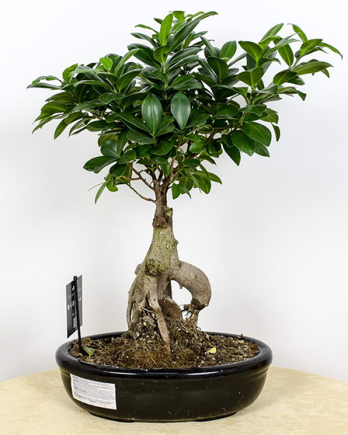 Bonsai – imaginea 2