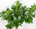 Bonsai – imaginea 3