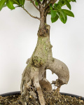 Bonsai – imaginea 4