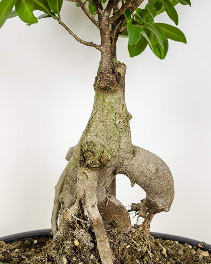 Bonsai – imaginea 4