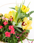 Aranjament cu plante mix