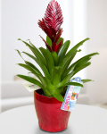 Vriesea plant in a decorative pot – imaginea 1