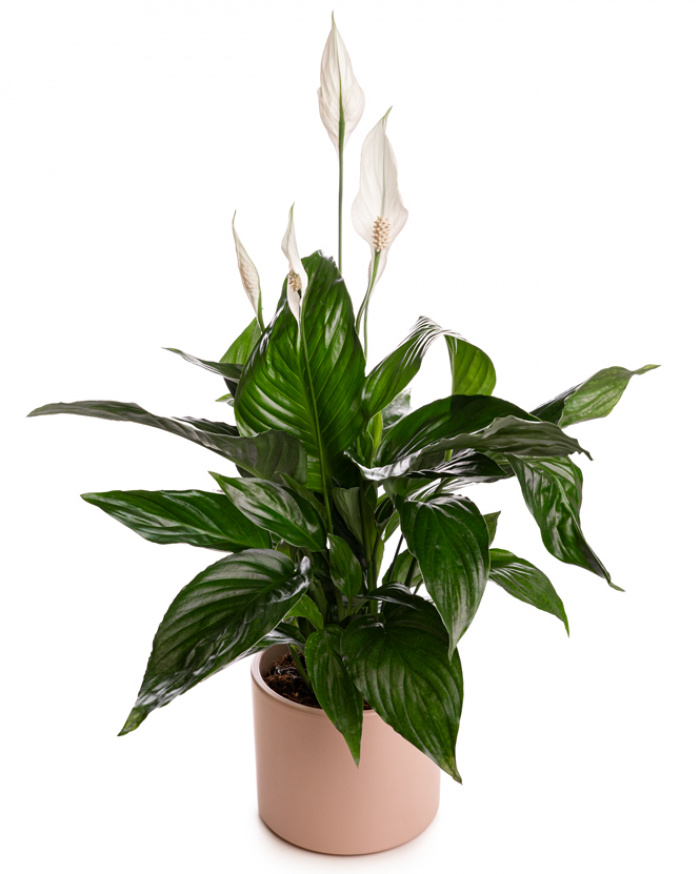 Planta Spathyphyllum cu ghiveci decorativ – imaginea 1