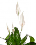 Planta Spathyphyllum cu ghiveci decorativ – imaginea 2