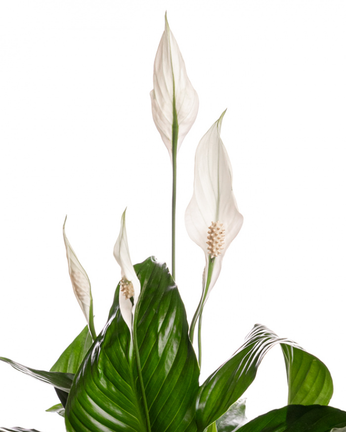 Planta Spathyphyllum cu ghiveci decorativ – imaginea 2