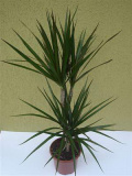 Dracaena Marginata plant with 2 stalks – imaginea 1