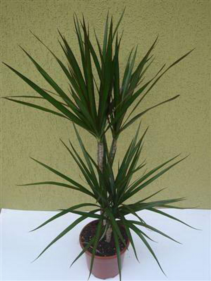 Dracaena Marginata plant with 2 stalks – imaginea 1