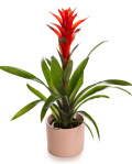 Planta de interior Guzmania – imaginea 1