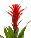 Planta de interior Guzmania – imaginea 2