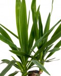 Planta yucca cu 1 tulpină în ghiveci decorativ – imaginea 2