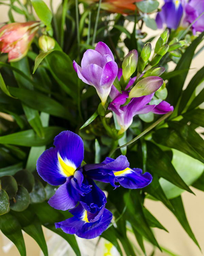 Bouquet with tulips, irises, freesias and alstroemeria