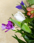Bouquet with tulips, irises, freesias and alstroemeria