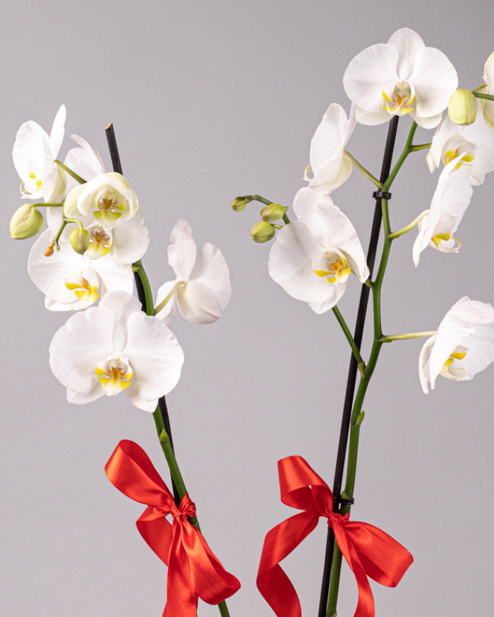 Arrangement with white Phalaenopsis orchid – imaginea 2
